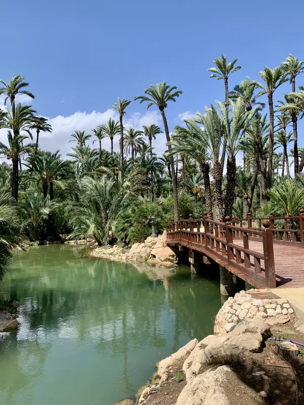 Palmen im El Palmeral in Alicante
